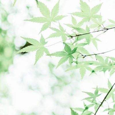 日本已有26人服用小林制药含红曲保健品后住院